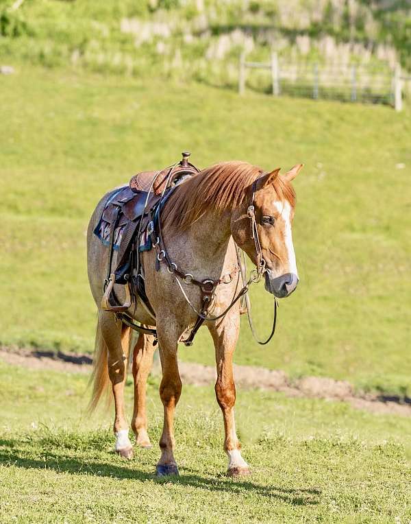 quarter-horse