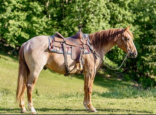 ranch-work-quarter-horse