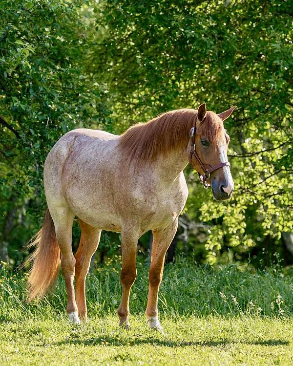 red-roan-blaze-horse