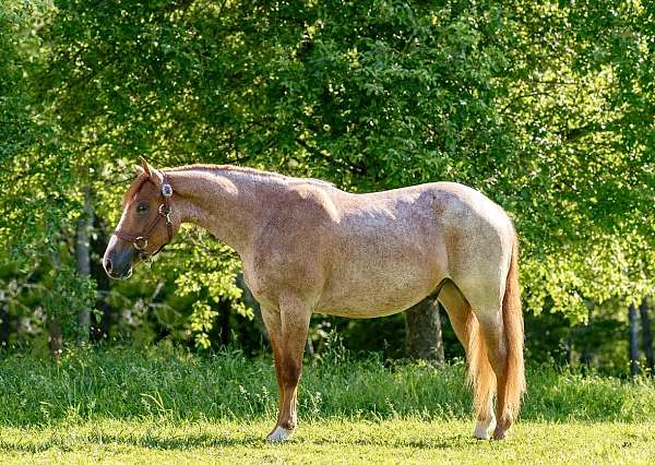 all-around-quarter-horse