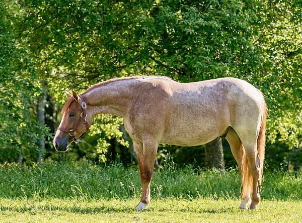 beginner-quarter-horse