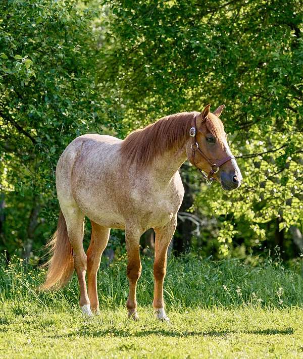 trail-quarter-horse