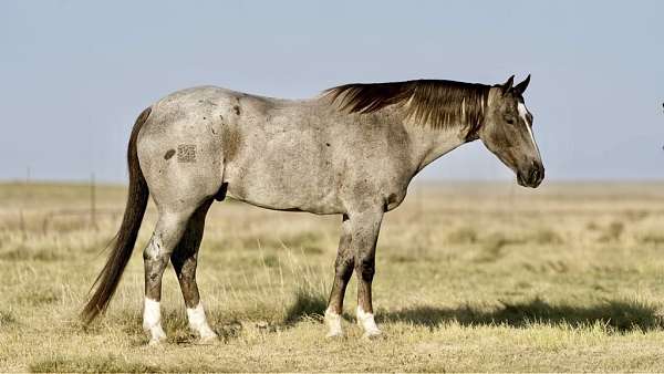 tobiano-4-stockings-horse