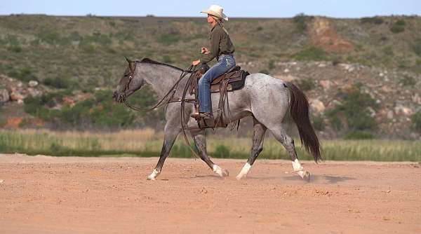 trail-quarter-horse