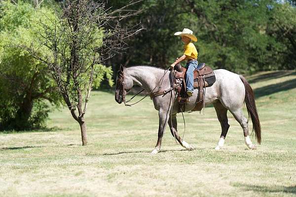 all-around-quarter-horse