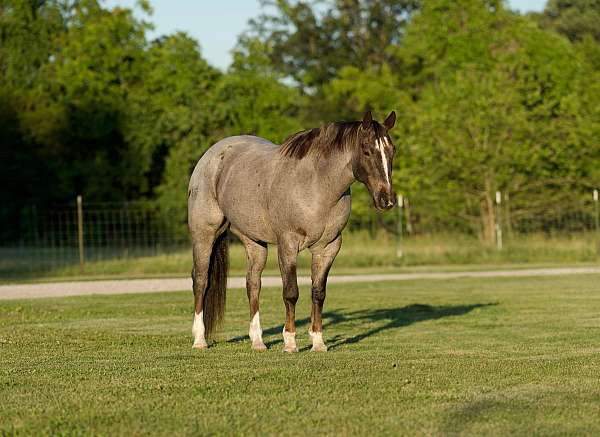 experienced-quarter-horse