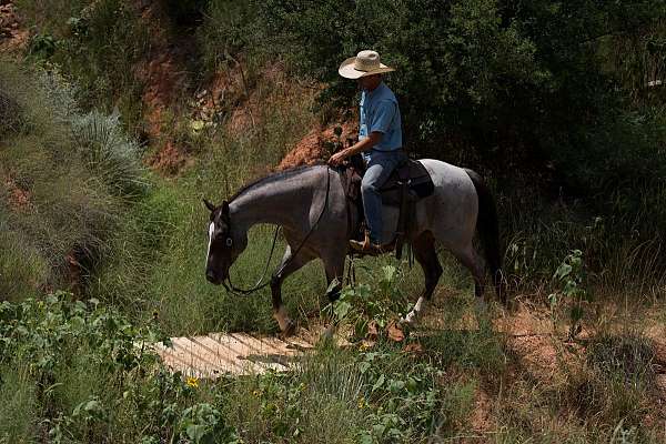 beginner-quarter-horse