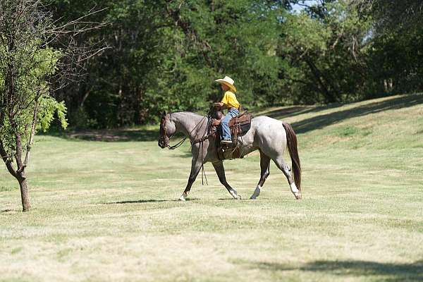 husband-safe-quarter-horse