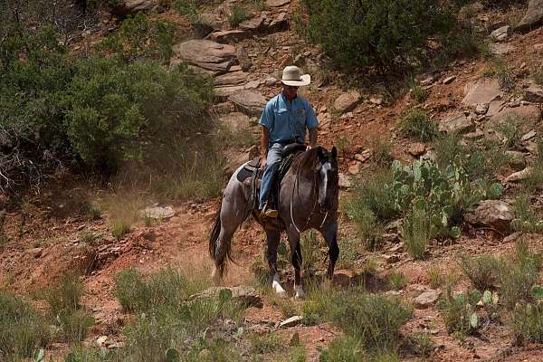 kid-safe-quarter-horse