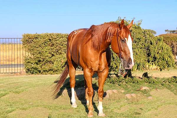 gypsy-vanner-horse