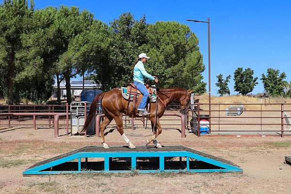 all-around-gypsy-vanner-horse