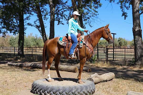 family-safe-gypsy-vanner-horse