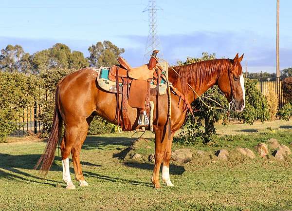 tobiano-gypsy-vanner-horse