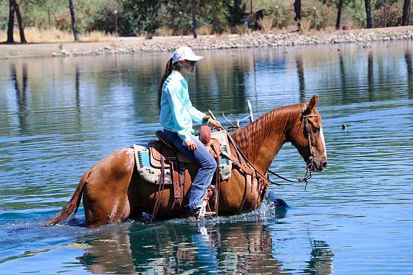 beginner-gypsy-vanner-horse