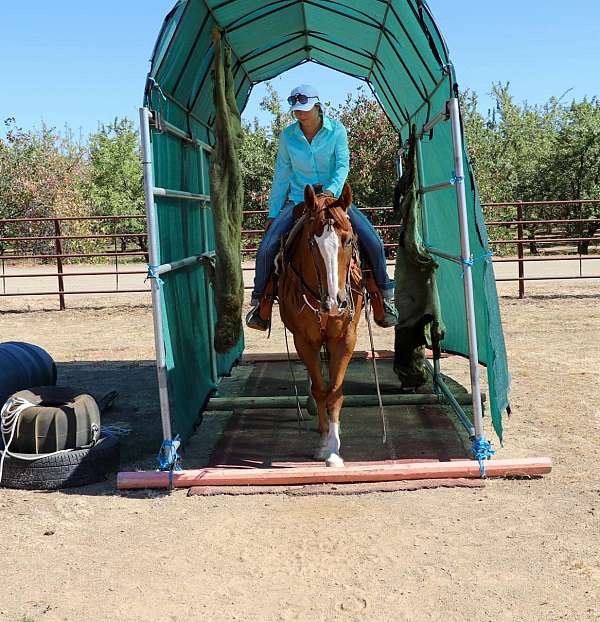 flashy-gypsy-vanner-horse