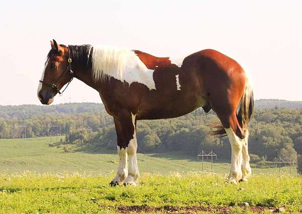 quarter-horse