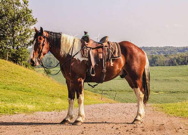 beginner-safe-quarter-horse