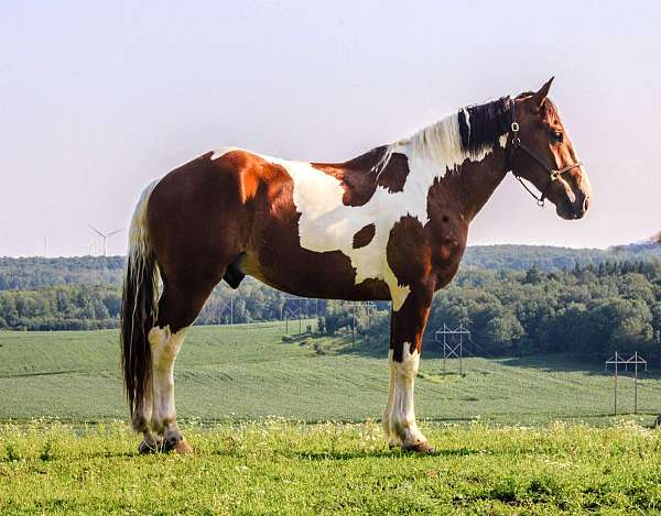 red-roan-sock-horse