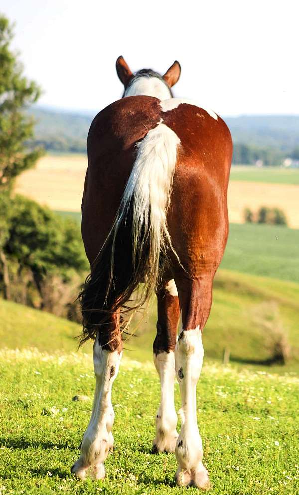 all-around-quarter-horse