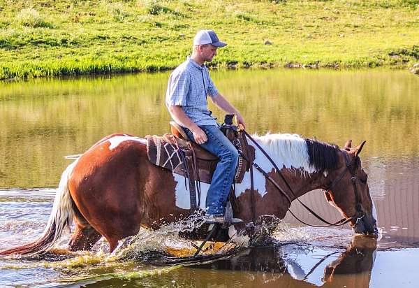 aqha-quarter-horse