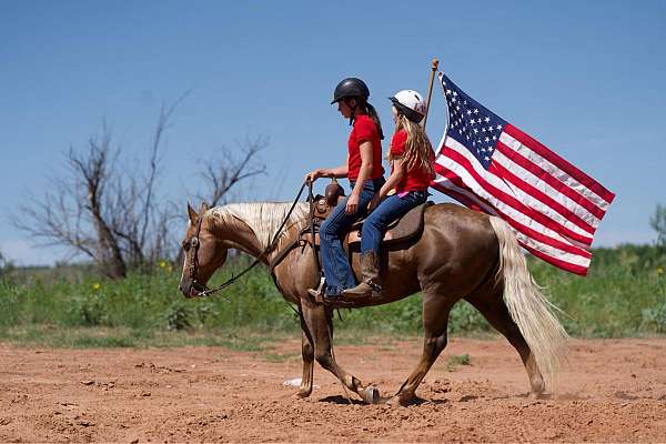 palomino-blaze-horse