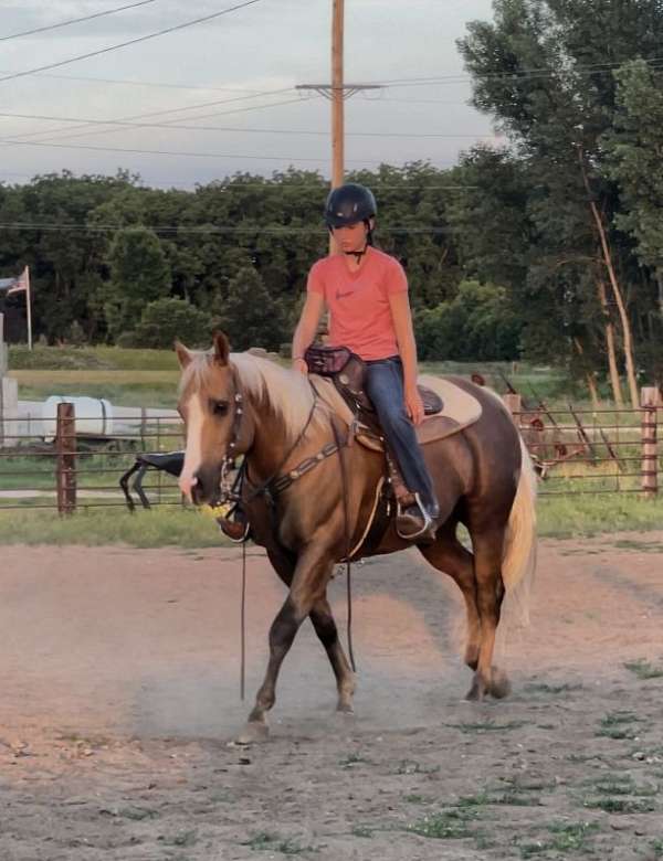 beginner-safe-quarter-horse