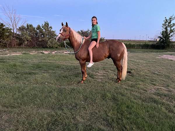 trail-quarter-horse