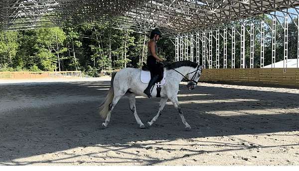 flea-bitten-grey-andalusian-horse