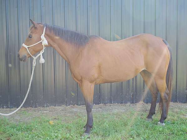 western-horse-mare