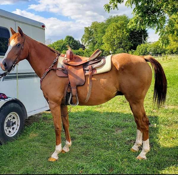 quarter-horse-for-sale