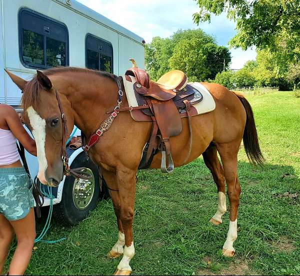 gelding