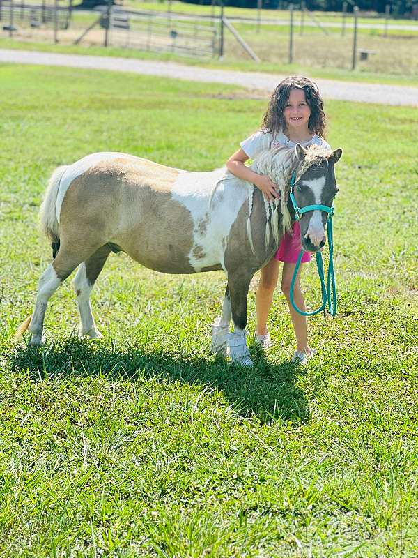 grulla-all-around-youth-pony