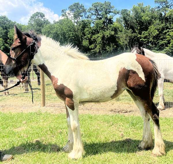 pinto-gypsy-vanner-weanling