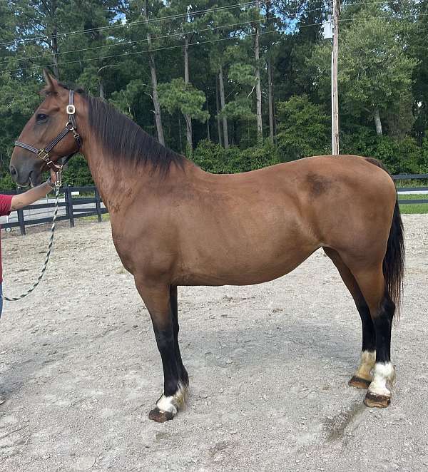 cross-harness-belgian-saddlebred-horse