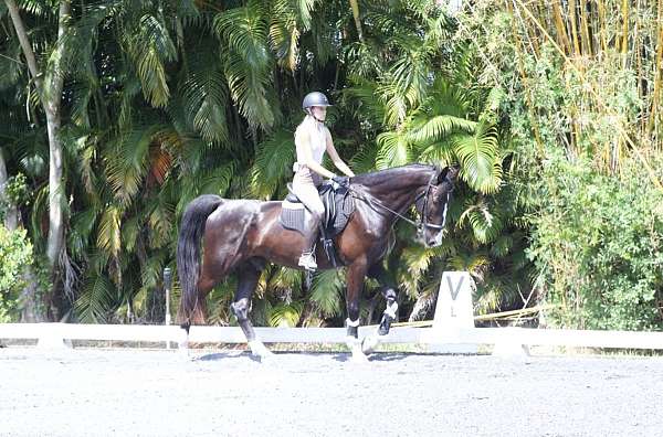 loxahatchee-florida-dutch-warmblood-horse