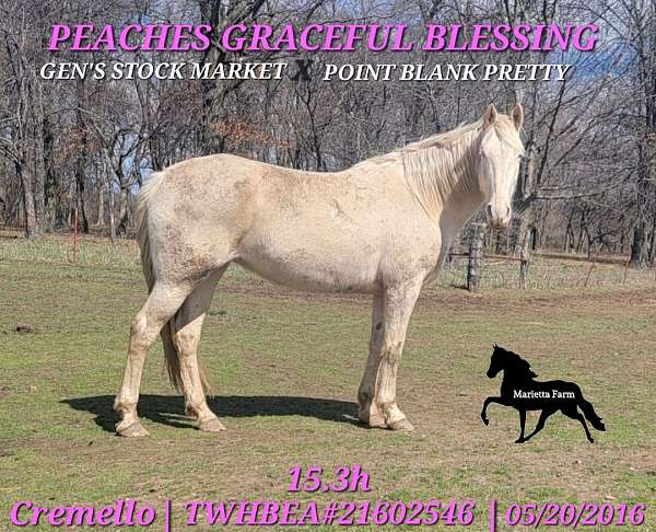 gaited-homozygous-palomino-horse