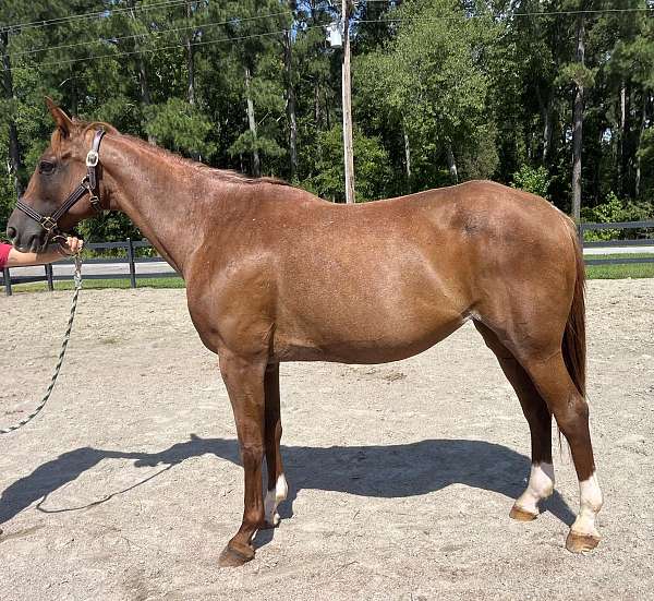 sorrel-quarter-horse-mare