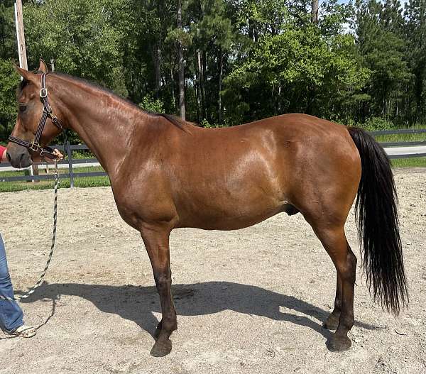 bay-morgan-gelding