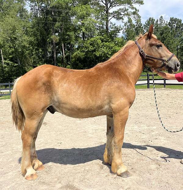 sorrel-belgian-gelding