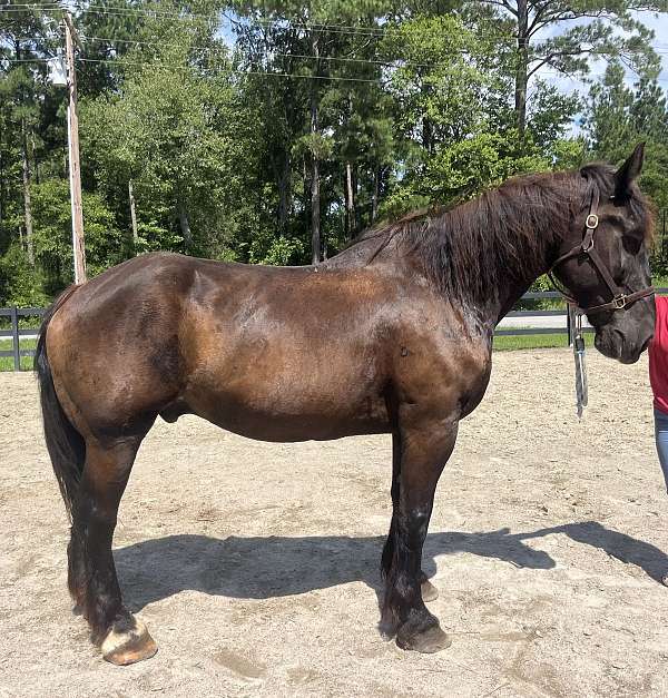 black-beginner-harness-horse