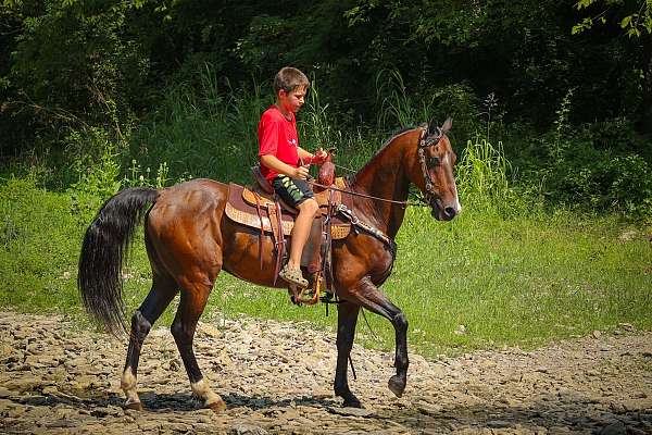 worki-morgan-horse