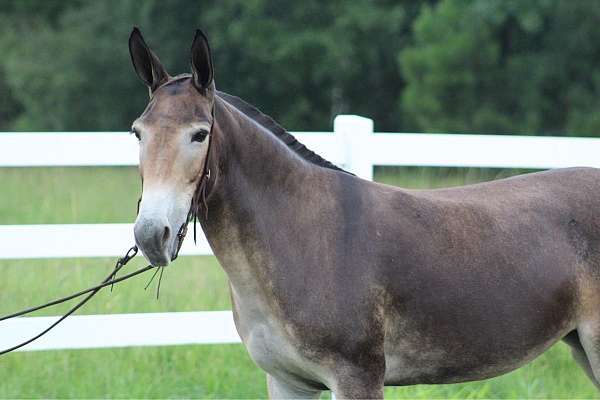 twh-for-sale-trail-horses-sale-beginner-gaited-mule