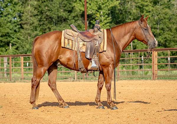 sorrel-quarter-horse-gelding