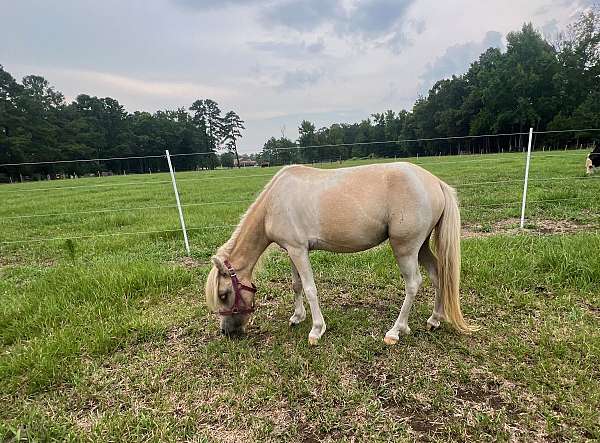 palomino-pinto-filly-for-sale