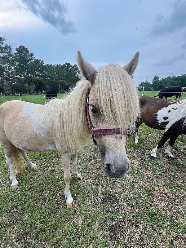 palomino-pinto-horse-for-sale