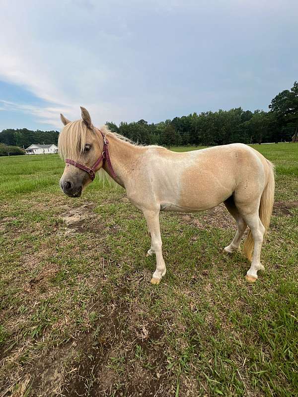 pinto-miniature-filly