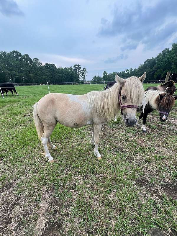 palomino-pinto-filly-for-sale