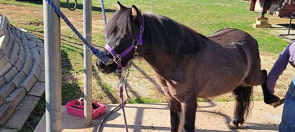 black-dun-pony-for-sale