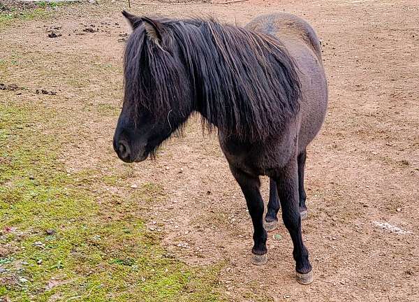 easy-to-train-pony