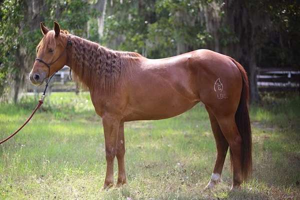 star-hind-right-sock-horse